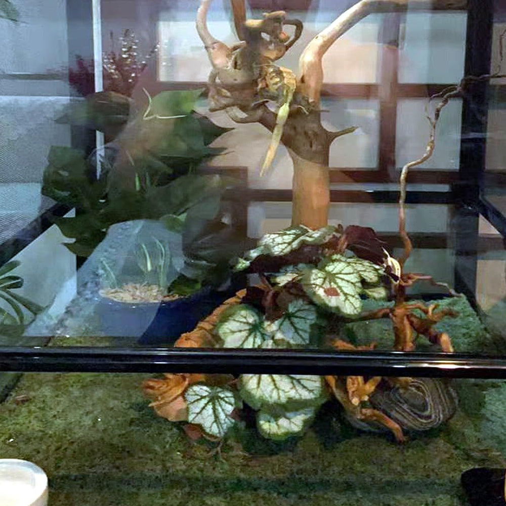 KERUIDENG Plantas Reptiles - limpieza fácil para terrario.