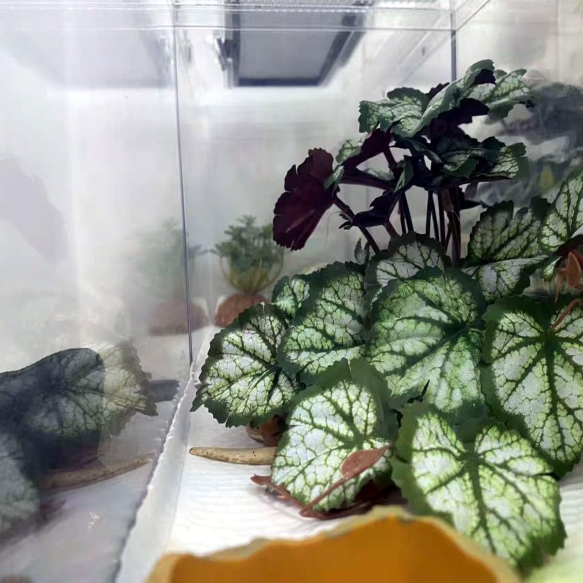 KERUIDENG Plantas Reptiles - ramas para trepar y explorar.