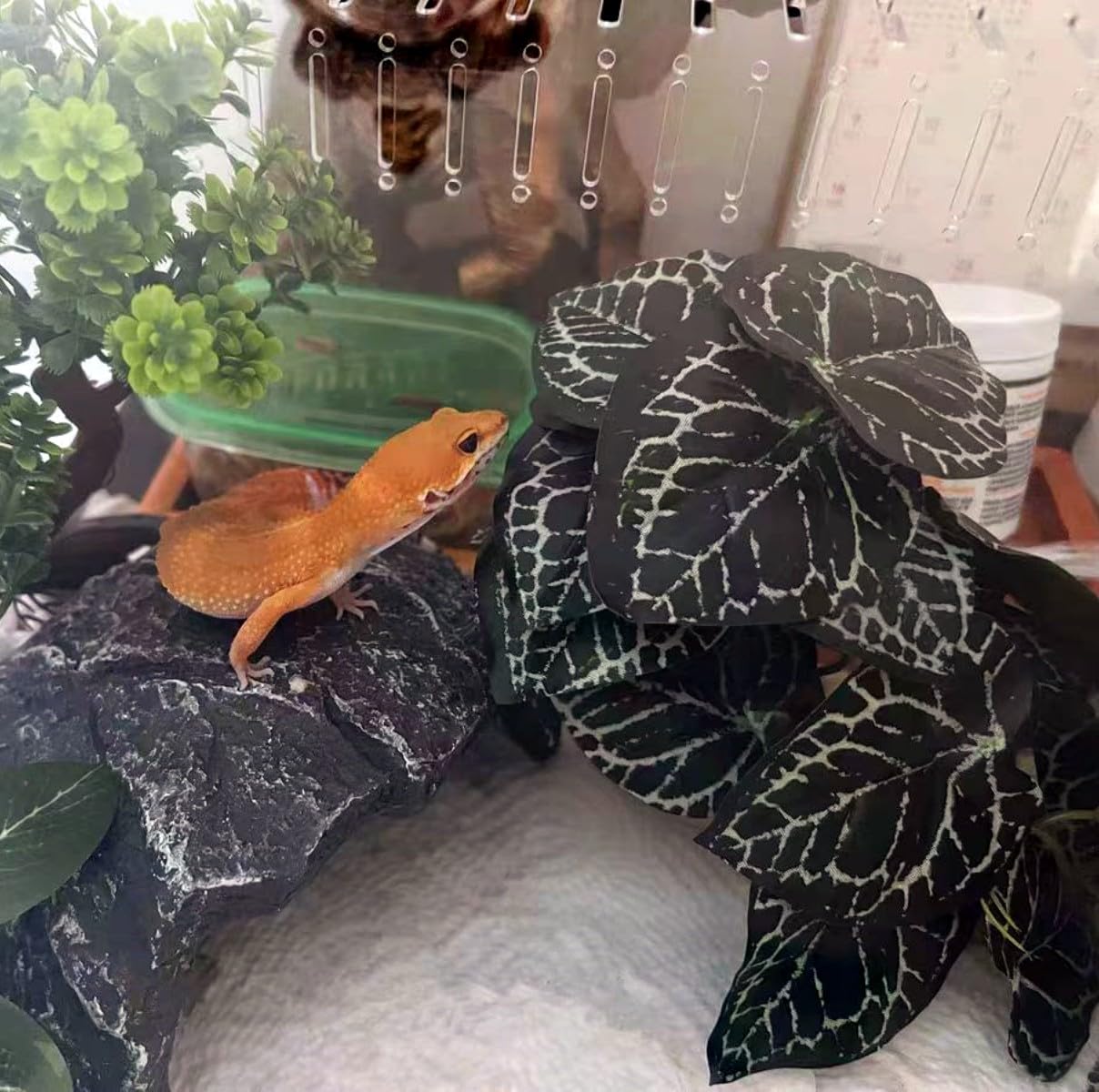 KERUIDENG plantas de terrario con base, Anthurium Crystallinum, mantenimiento fácil para aficionados.