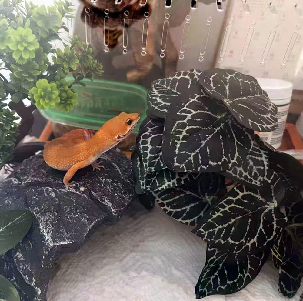 KERUIDENG plantas de terrario con base, Anthurium Crystallinum, mantenimiento fácil para aficionados.