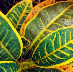 KERUIDENG planta reptil, limpieza rápida y mantenimiento fácil en terrario.