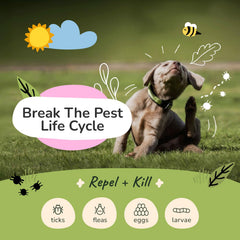 Kin+Kind hierba limón atomizador para perros: refresca entre baños y repele suavemente.