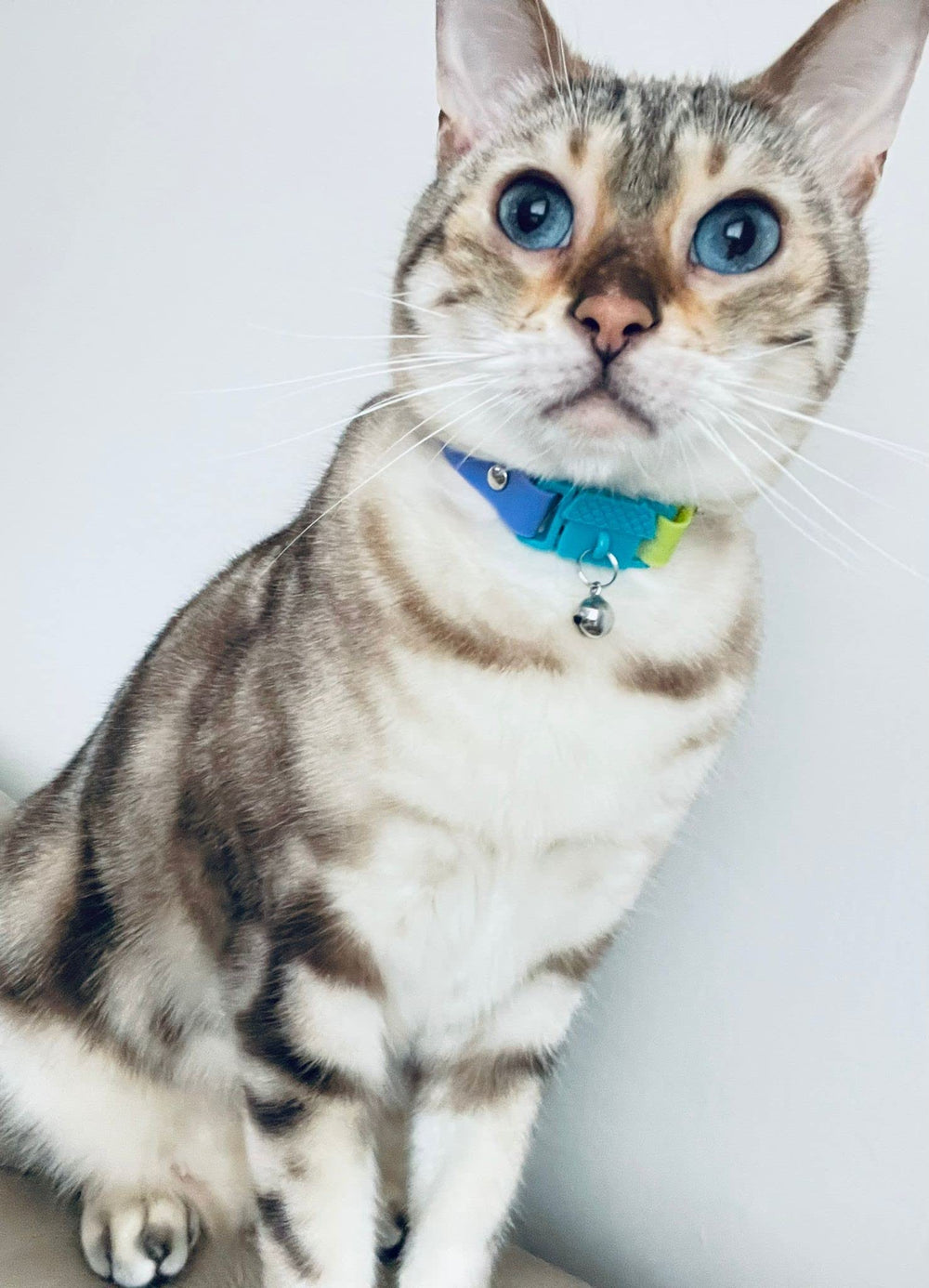 Kittyrama collar para gatito, ajuste seguro y cómodo.