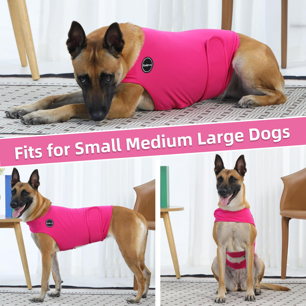 Chaleco Kodervo reduce estrés en viajes y visitas al veterinario