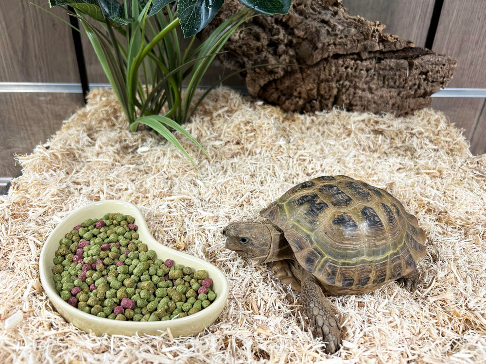 Komodo Dieta tortugas fruta y flor, ingredientes locales para una dieta balanceada.