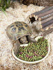 Komodo Dieta tortugas fruta y flor: textura rica y fibra para el día a día.