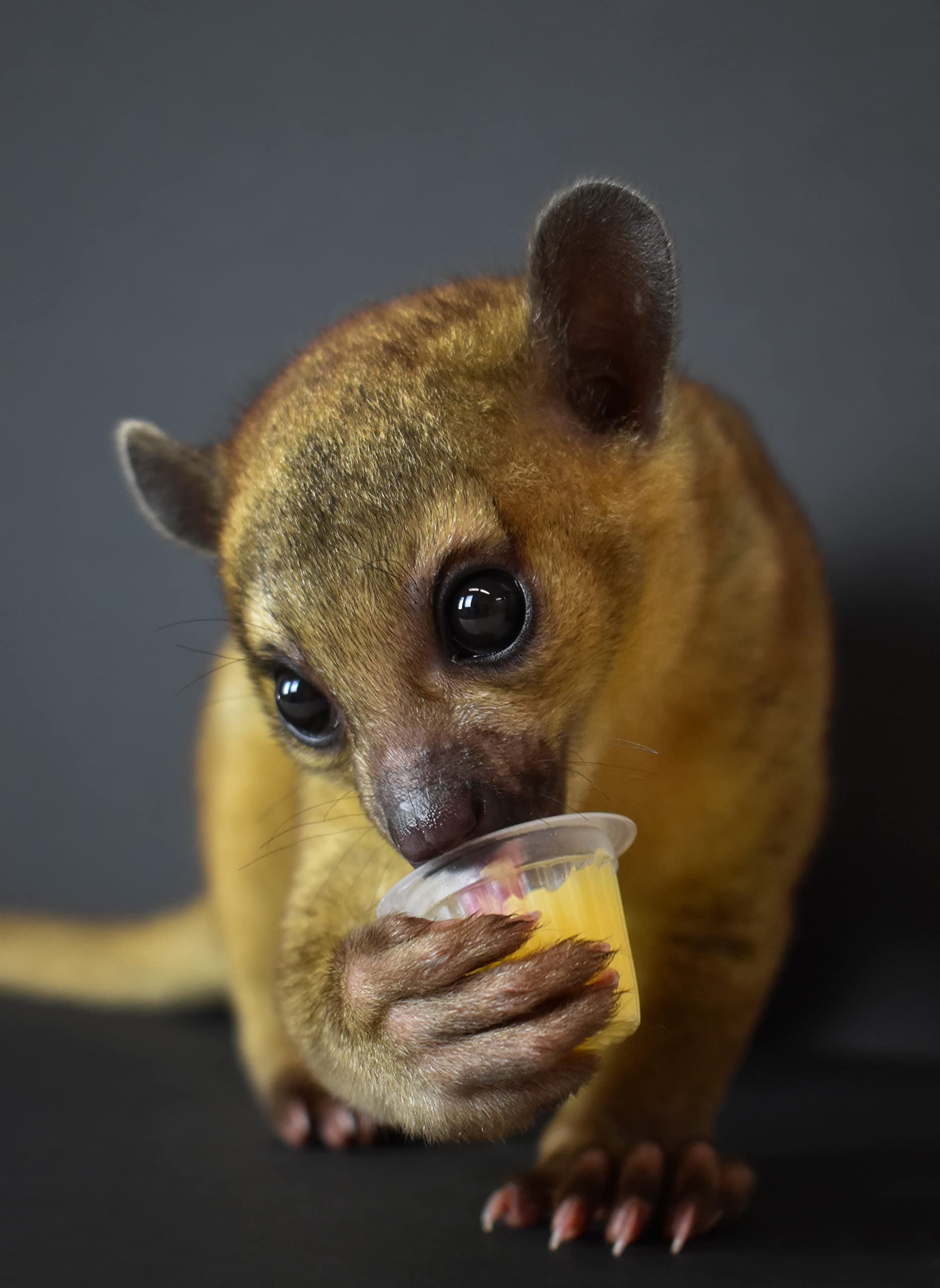 Komodo Jelly Pots Sabor Fresa, porción individual para insectos