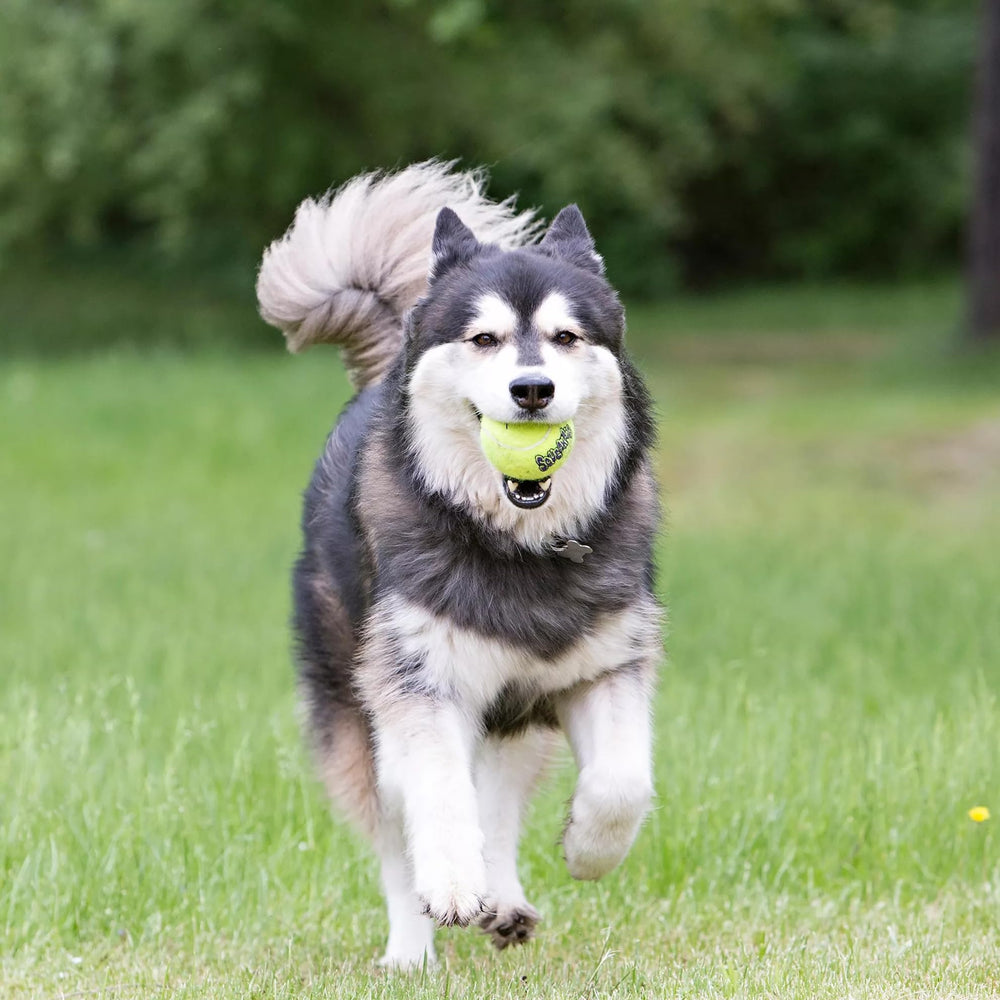 Uso interior y exterior: KONG Air Dog mantiene a tu perro activo.