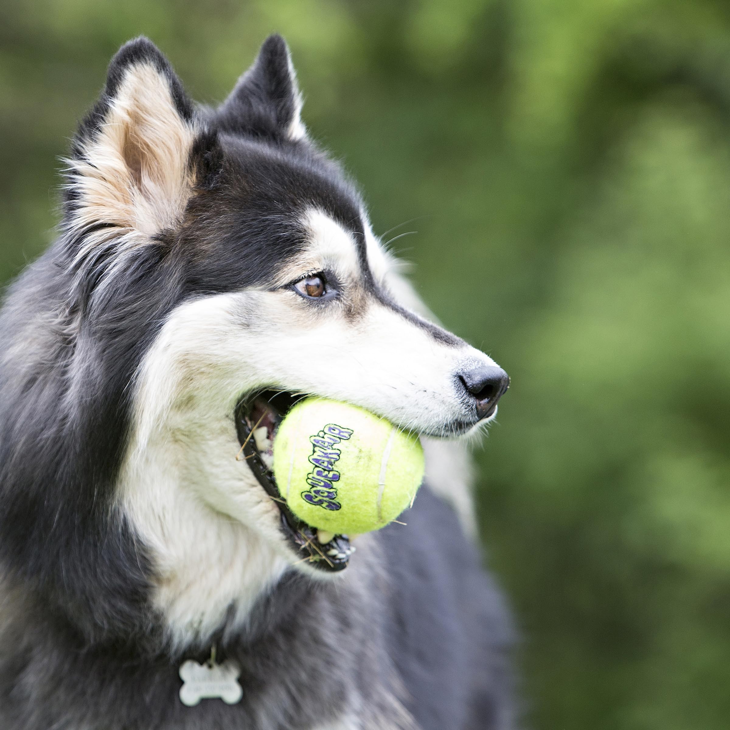 KONG Air Dog con chirriador, pelotas de tenis para perros medianos, ideal para paseos.