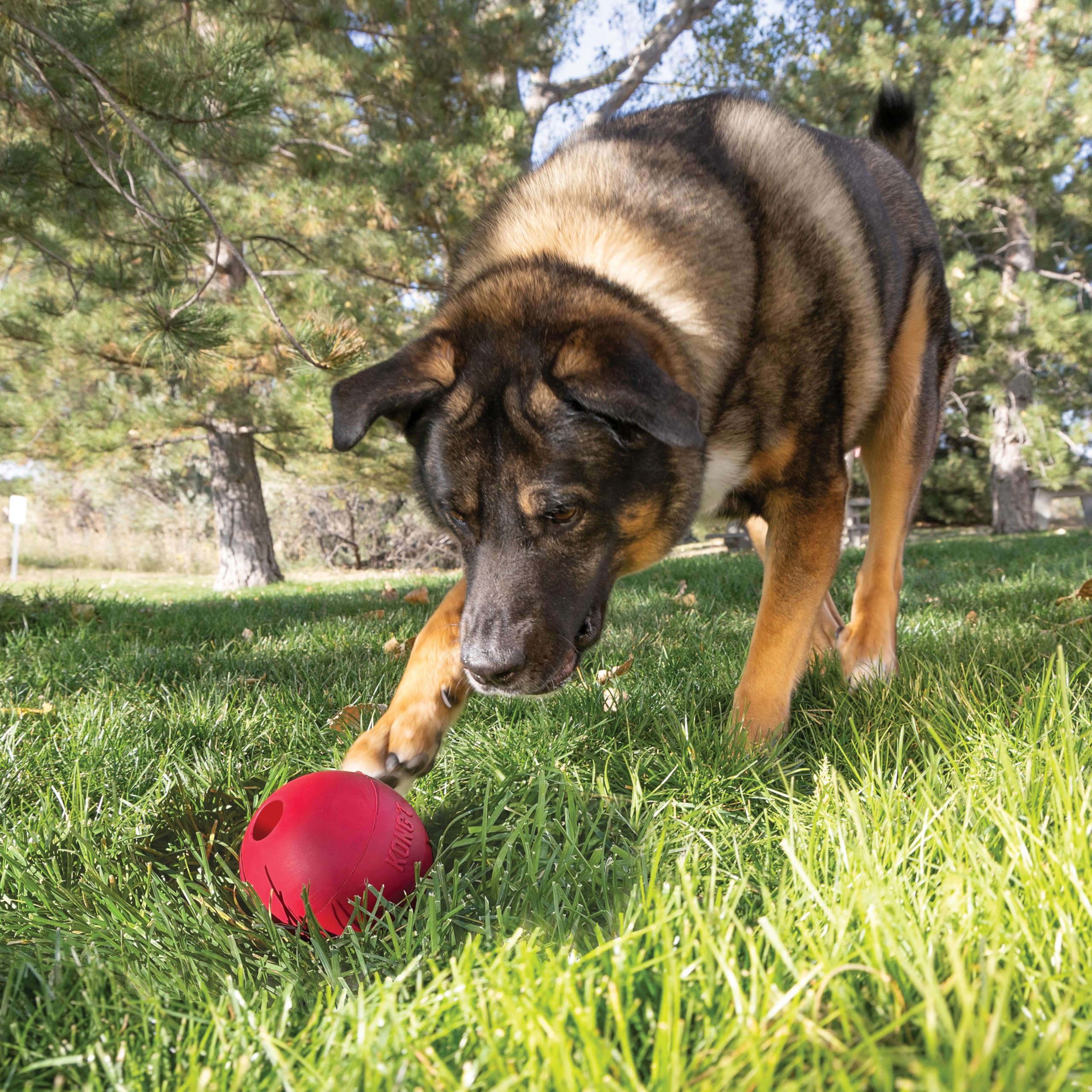 KONG Ball con Hueco, ideal para entrenamiento y juego.