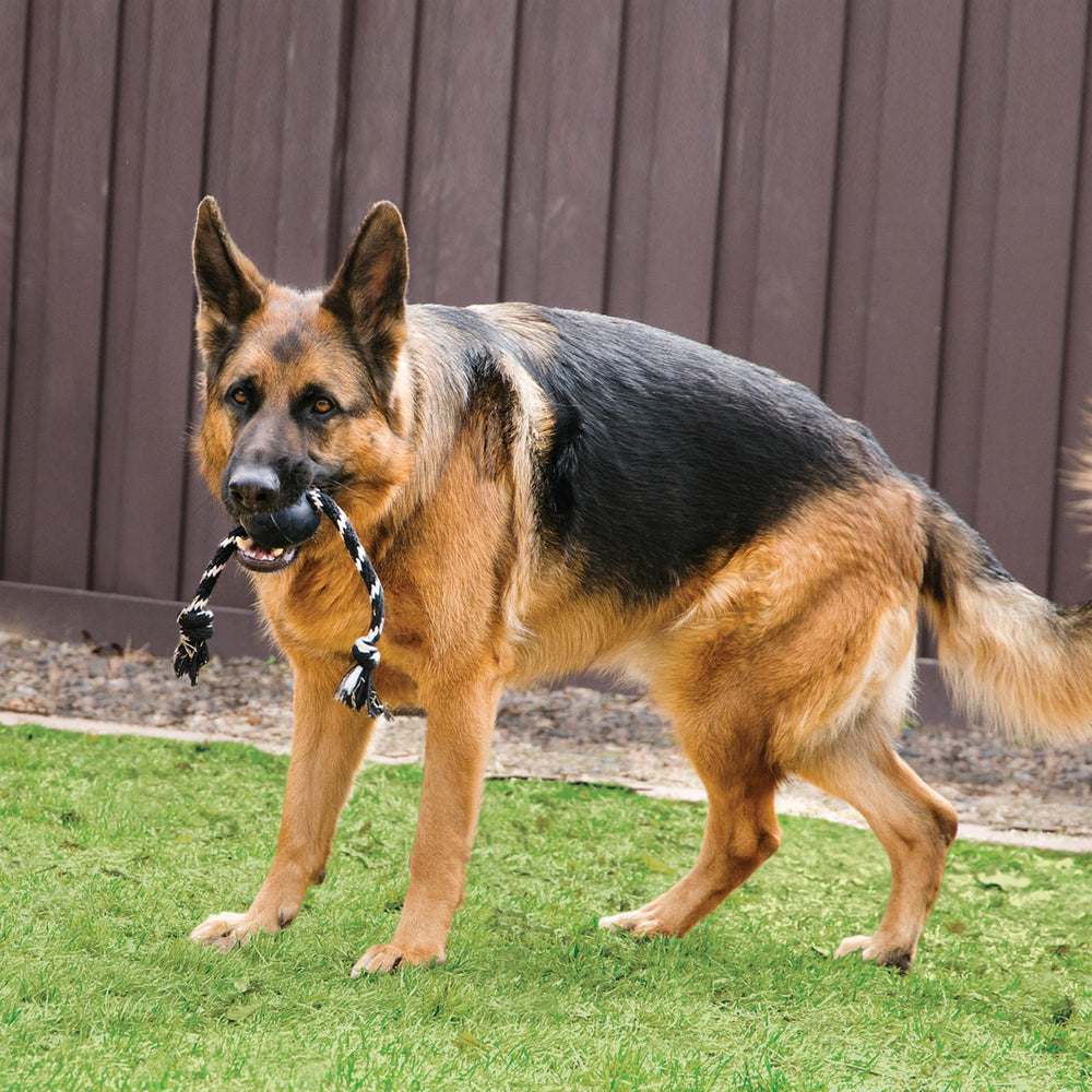 KONG bola extrema resistente con cuerda para perros grandes en acción