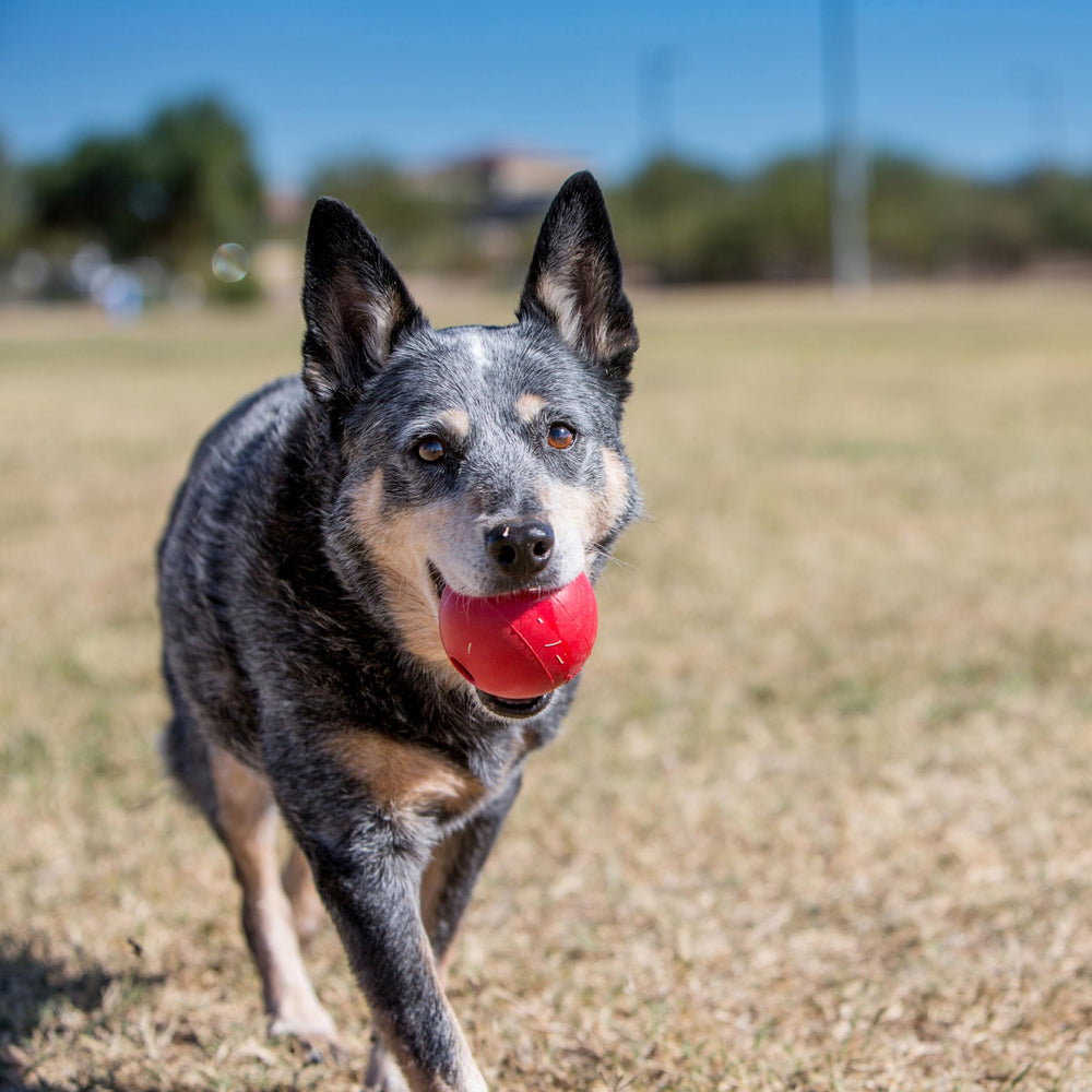 KONG Pelota con orificio, fomenta juego interactivo y obediencia.