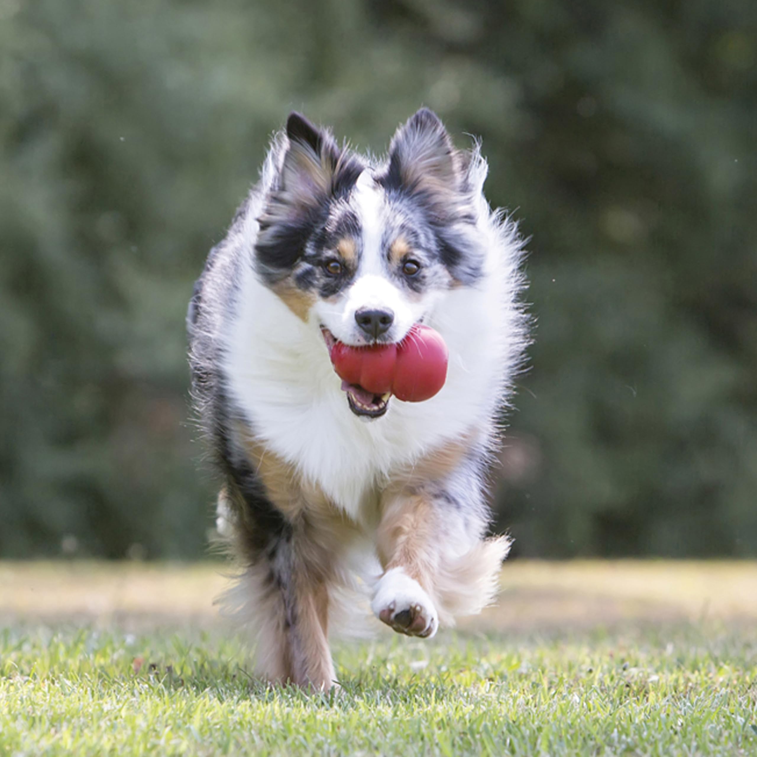 KONG Classic rebote errático en suelo, juego interactivo para perros.