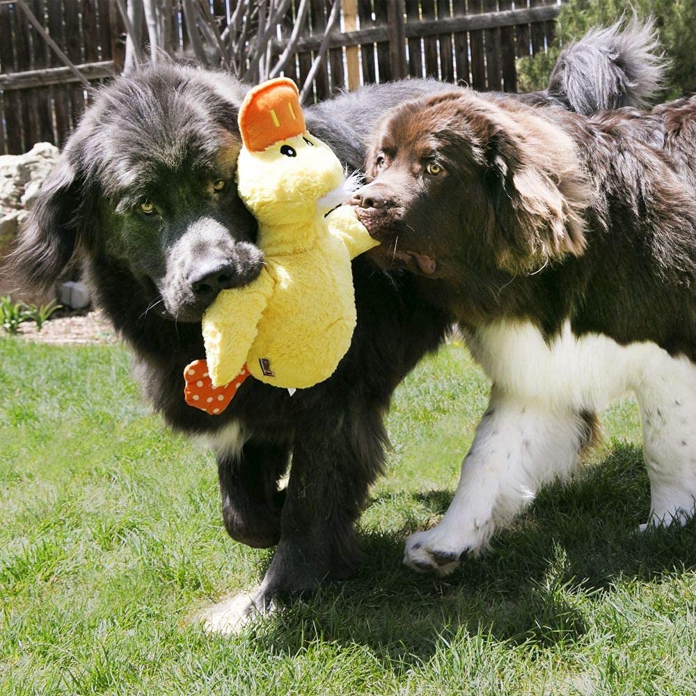 KONG Comfort Duck Jumbo XL ofrece sonidos crinkle que atraen al perro durante el juego.