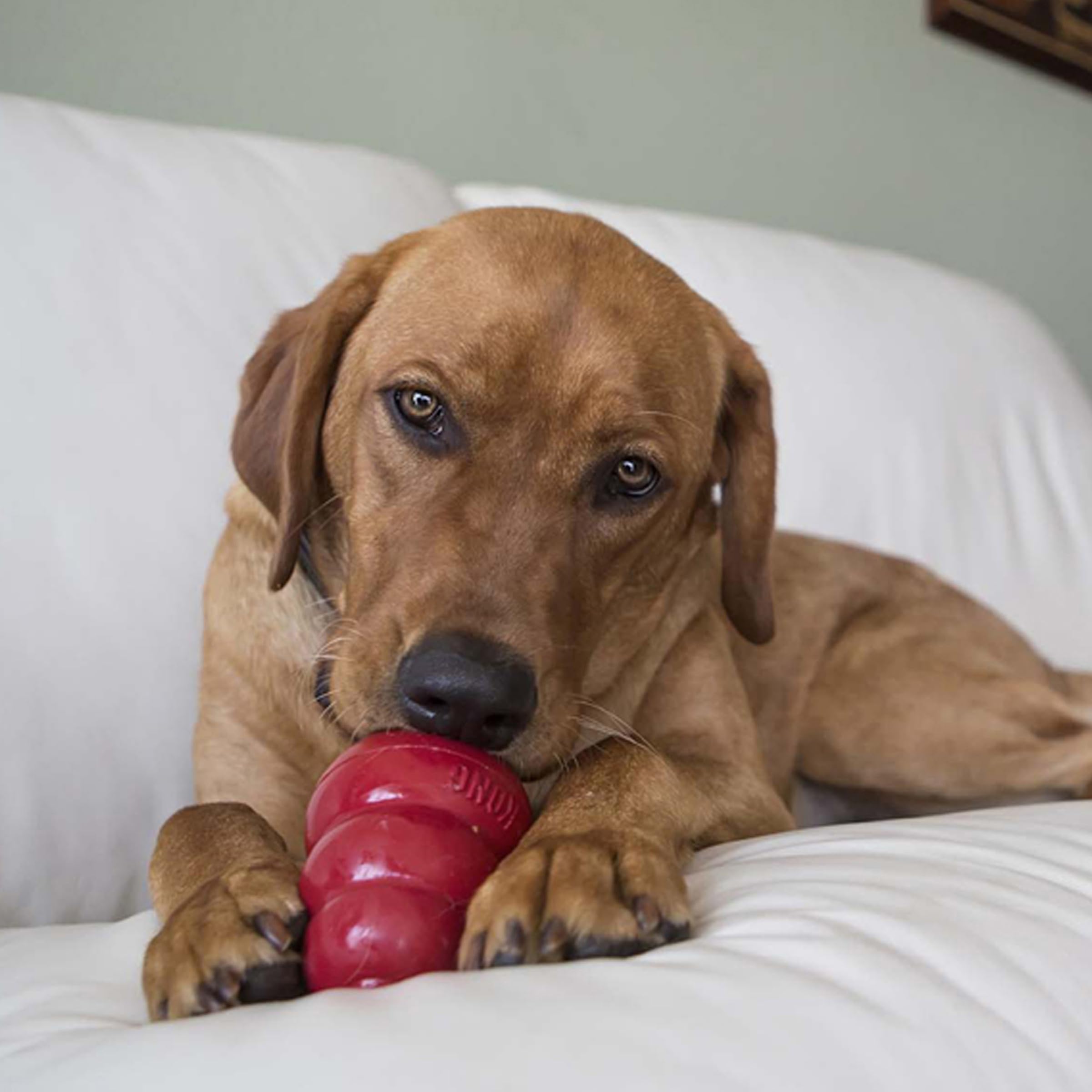 KONG Easy Treat hecho en EE. UU. para perros, alta digestibilidad.
