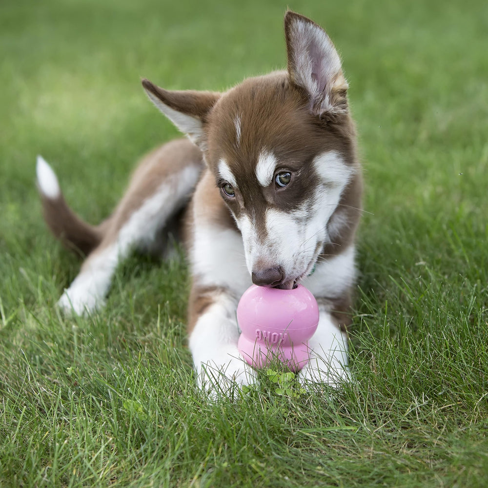 KONG Easy Treat: rellenos para juguetes dispensadores y sesiones de entrenamiento divertidas.