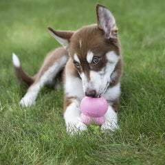 KONG Easy Treat: rellenos para juguetes dispensadores y sesiones de entrenamiento divertidas.