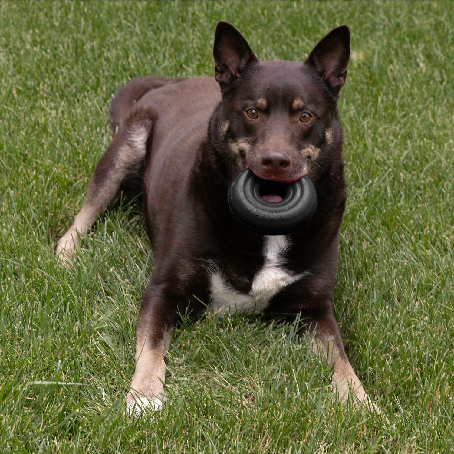 KONG Extreme Donut, entretenimiento duradero para perros activos y determinantes.