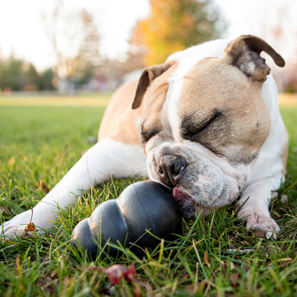 KONG Extreme: rebote-erratico para mantener a tu perro entretenido durante el juego.