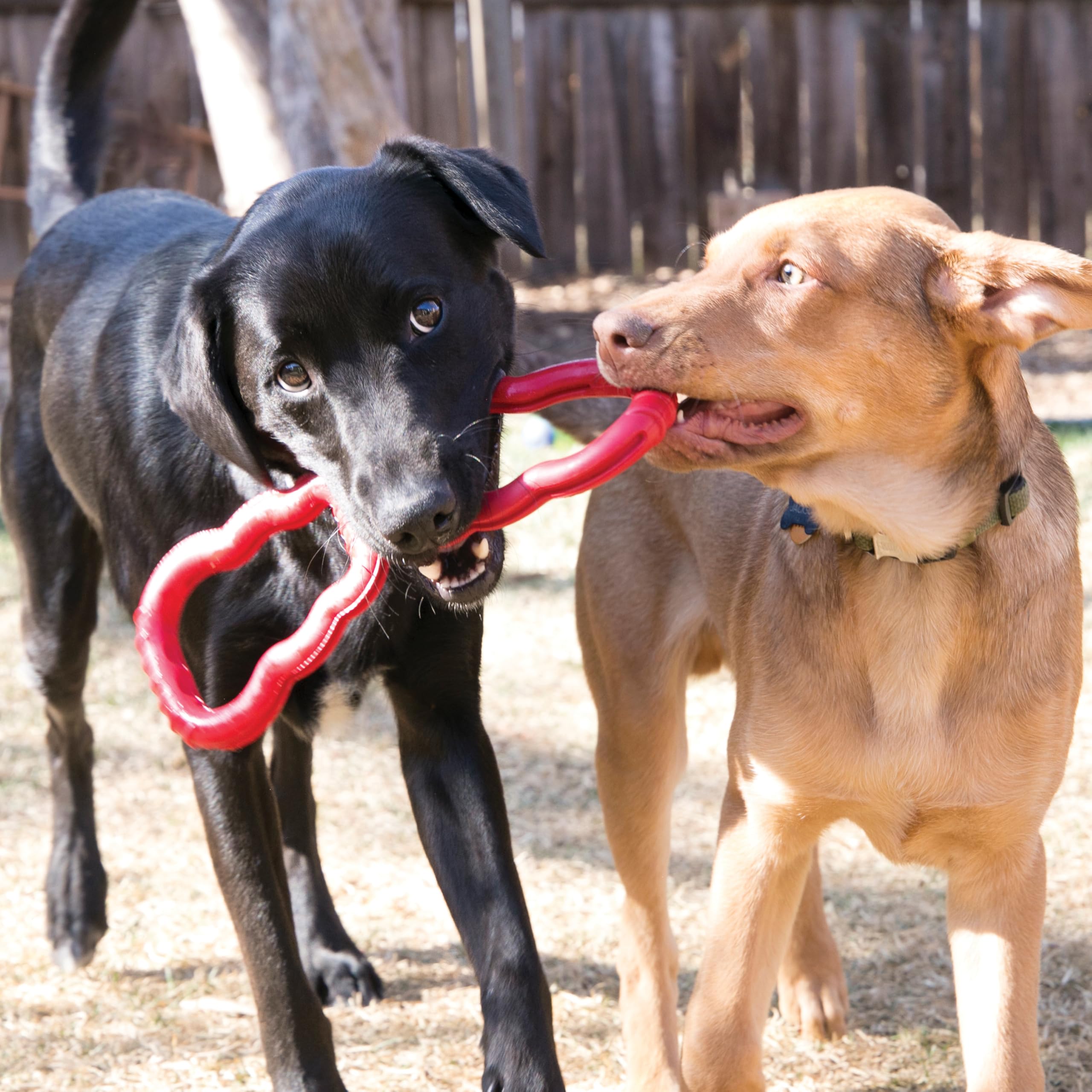 KONG Goma natural para perros, elasticidad que regresa a su forma