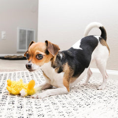KONG pato XS con sonajero, estimula morder y juego diario.