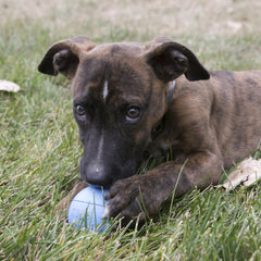 KONG Pelota de caucho natural resistente, ideal para morder y jugar.