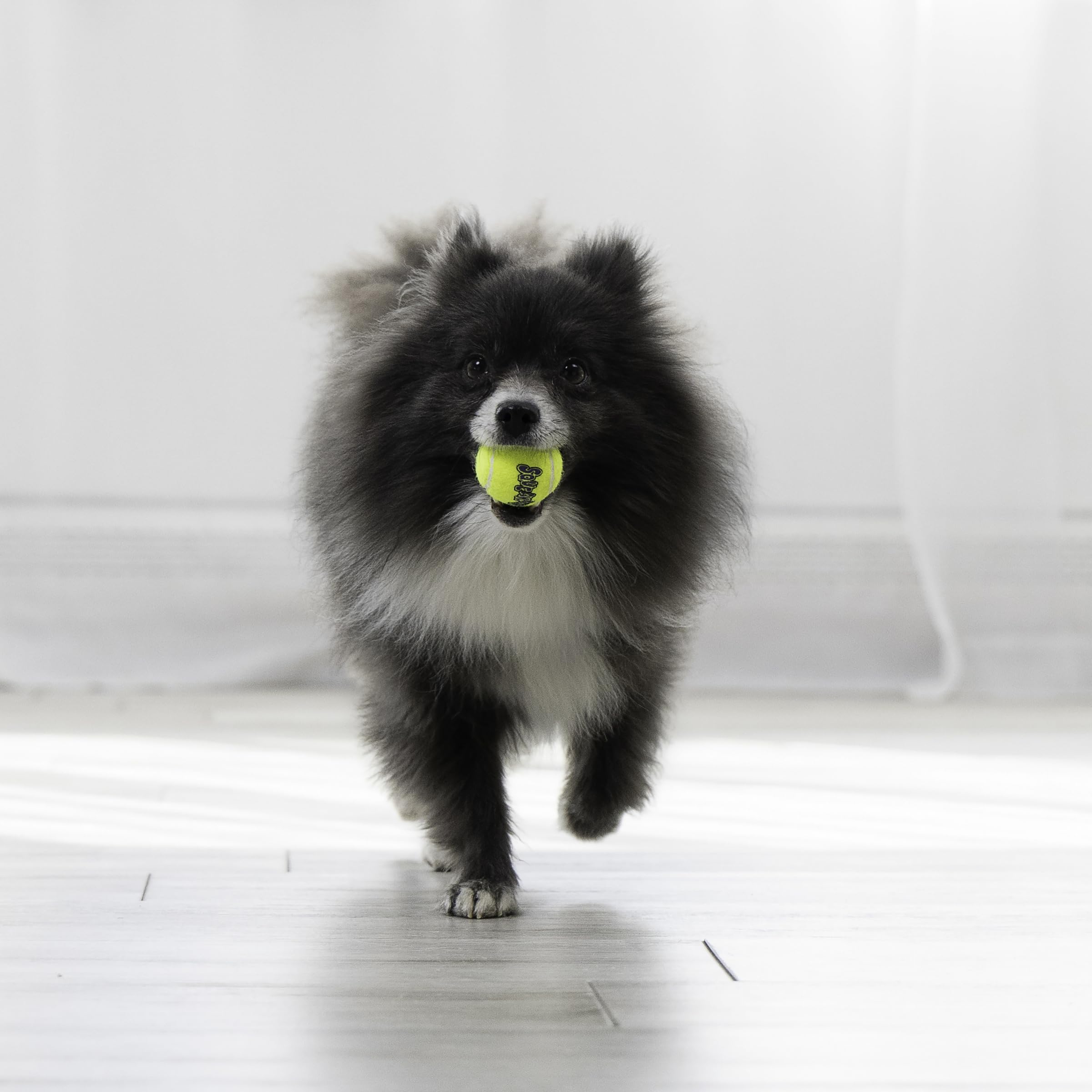 KONG Squeakair Pelota de dientes suave, adecuada para masticar sin dañar dientes.