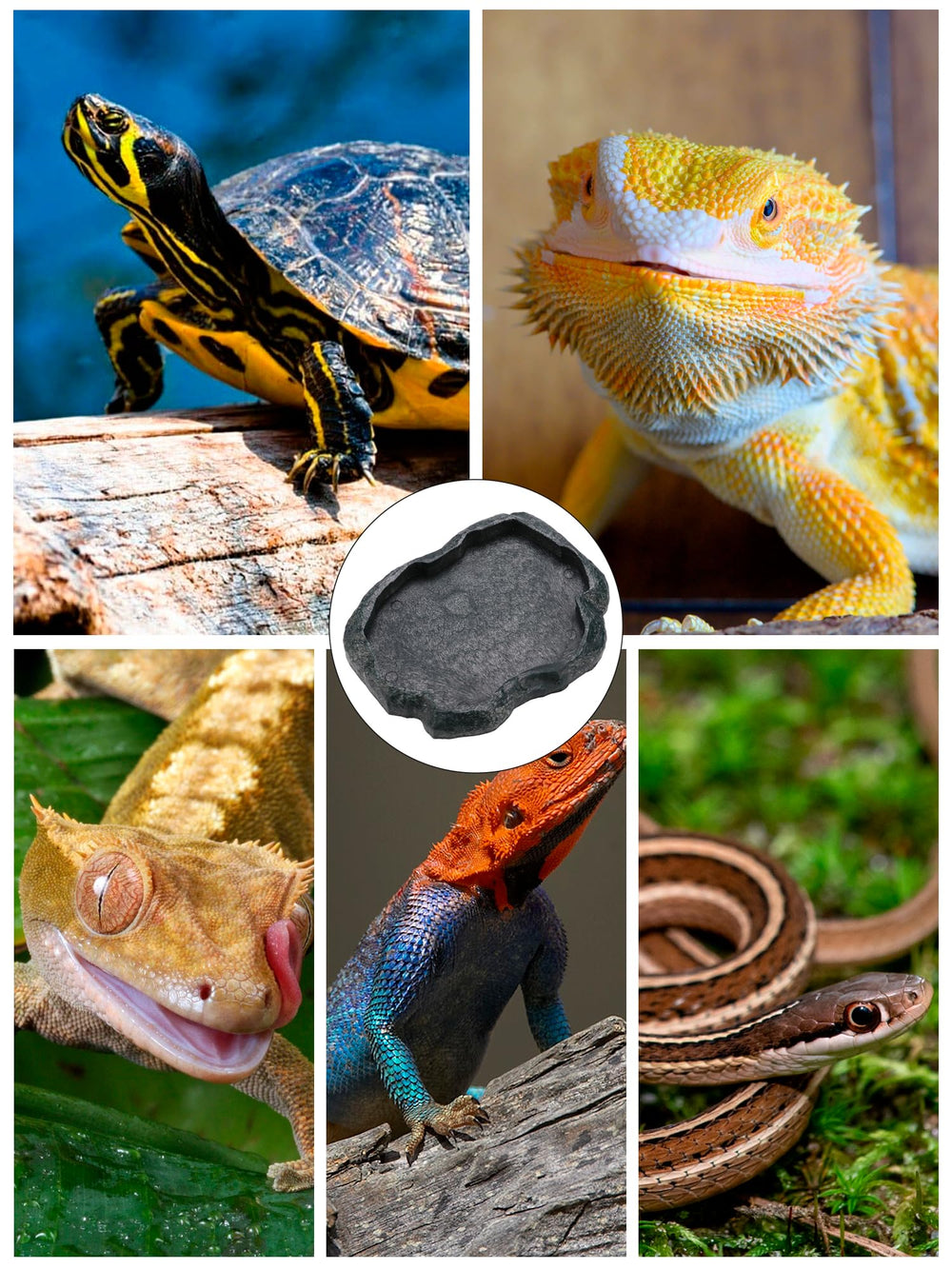 KooingTech plato-reptil tamaño-l apto para reptiles grandes.