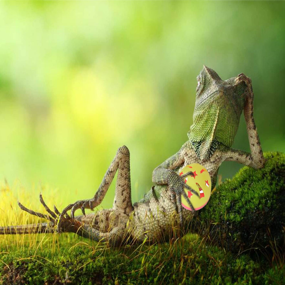 Entretenimiento para reptiles: Koomduk mantiene al dragón barbudo activo.