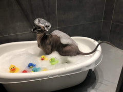 Kotomoda Champú Probiótico para piel equilibrada, ayuda a mantener la piel del gato Esfinge cómoda.
