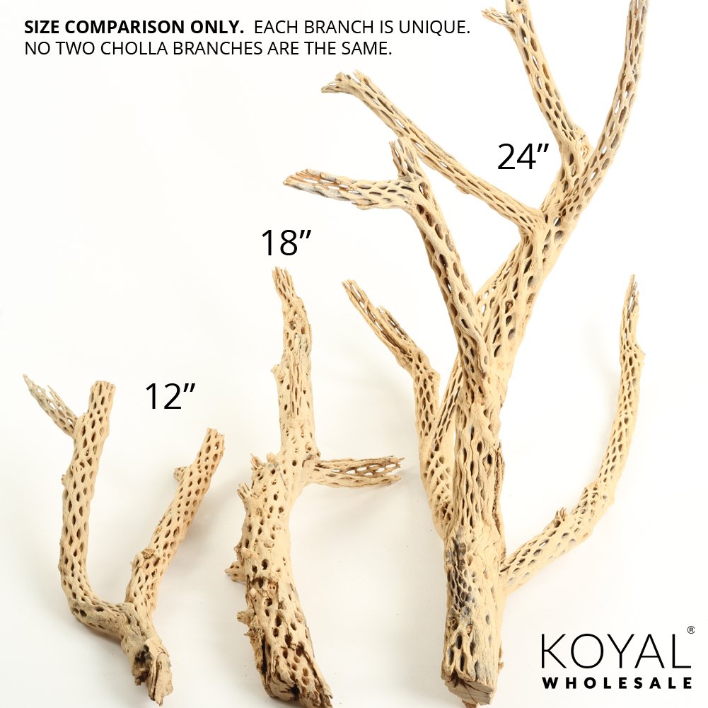 Koyal Wholesale cholla decoracion acuario natural, aporta textura.