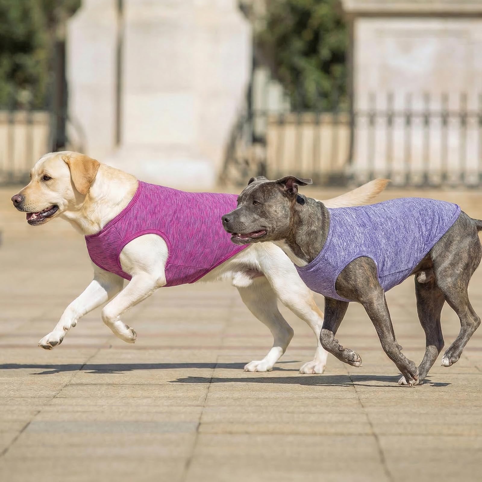 Camiseta KYEESE talla XXXL, ideal para Doberman y Golden Retriever.