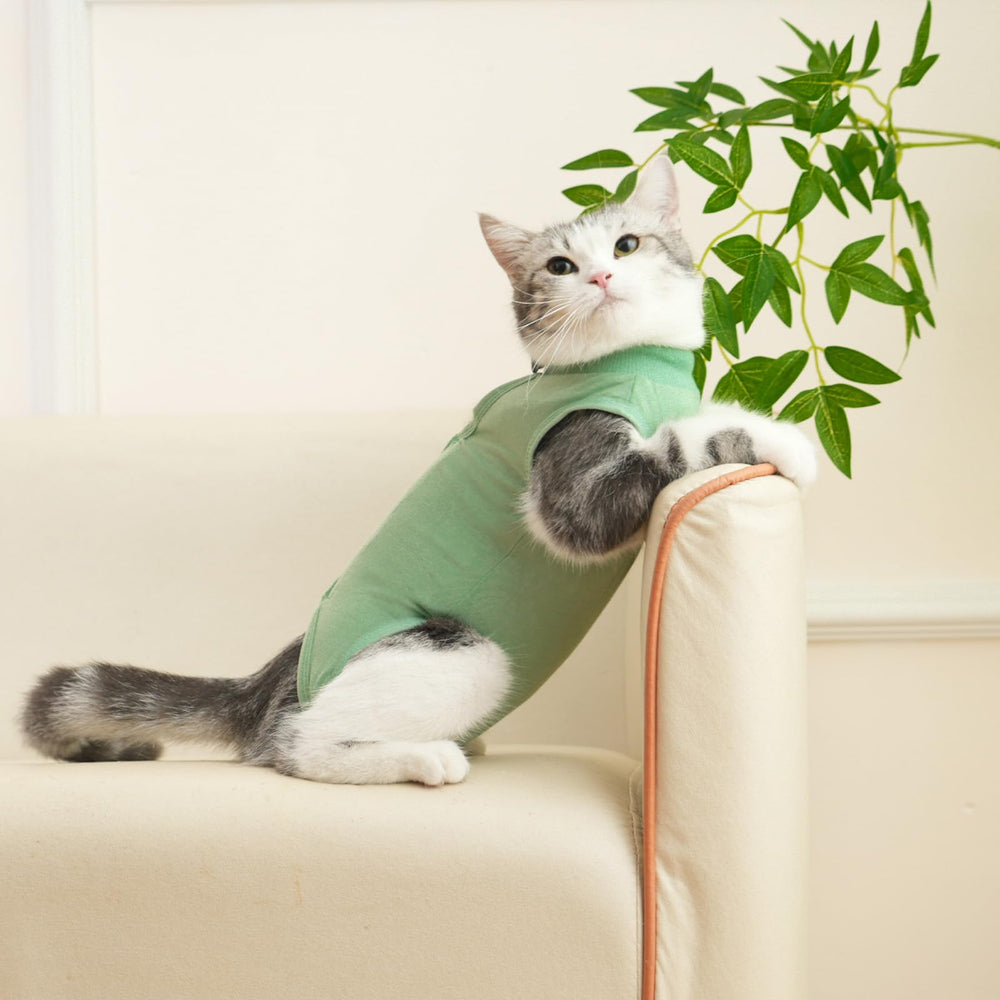 Le costume kzrfojy pour chat, vue arrière, protection du ventre sans entrave.