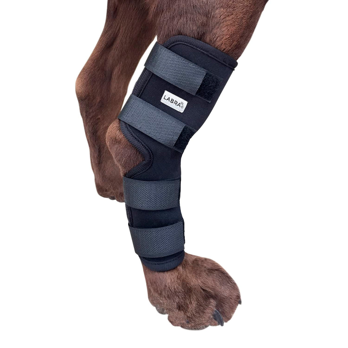 Labra envoltura compresiva tarso-pata trasera para soporte diario