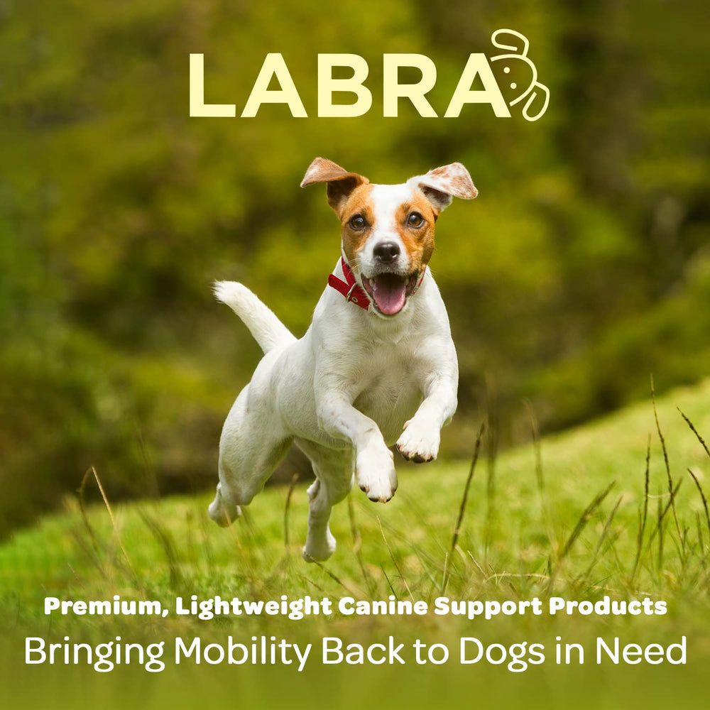 Labra uso diario patas traseras facilita movimiento confortable
