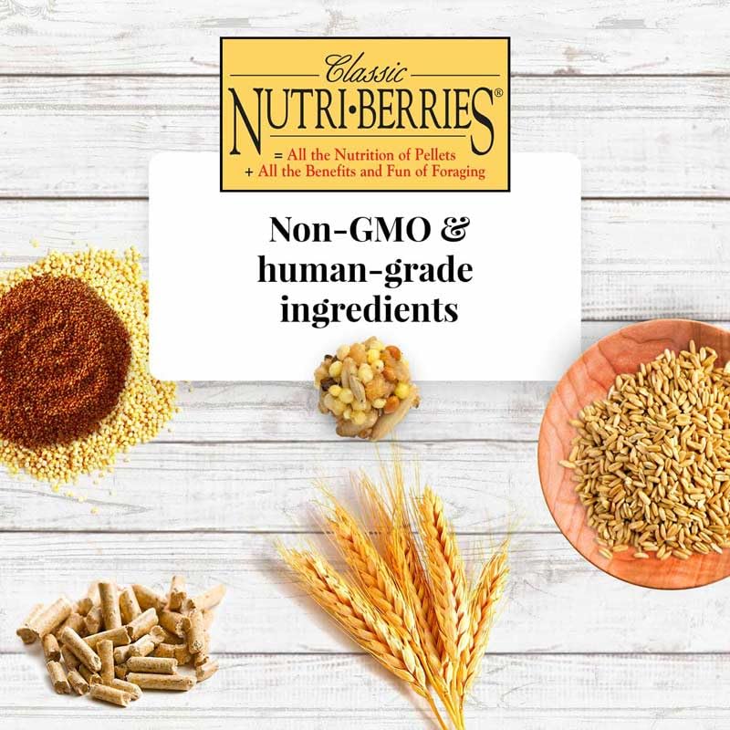 Nutri-Berries de LAFEBER'S, antioxidantes y Omega 3 y 6 para plumaje brillante.
