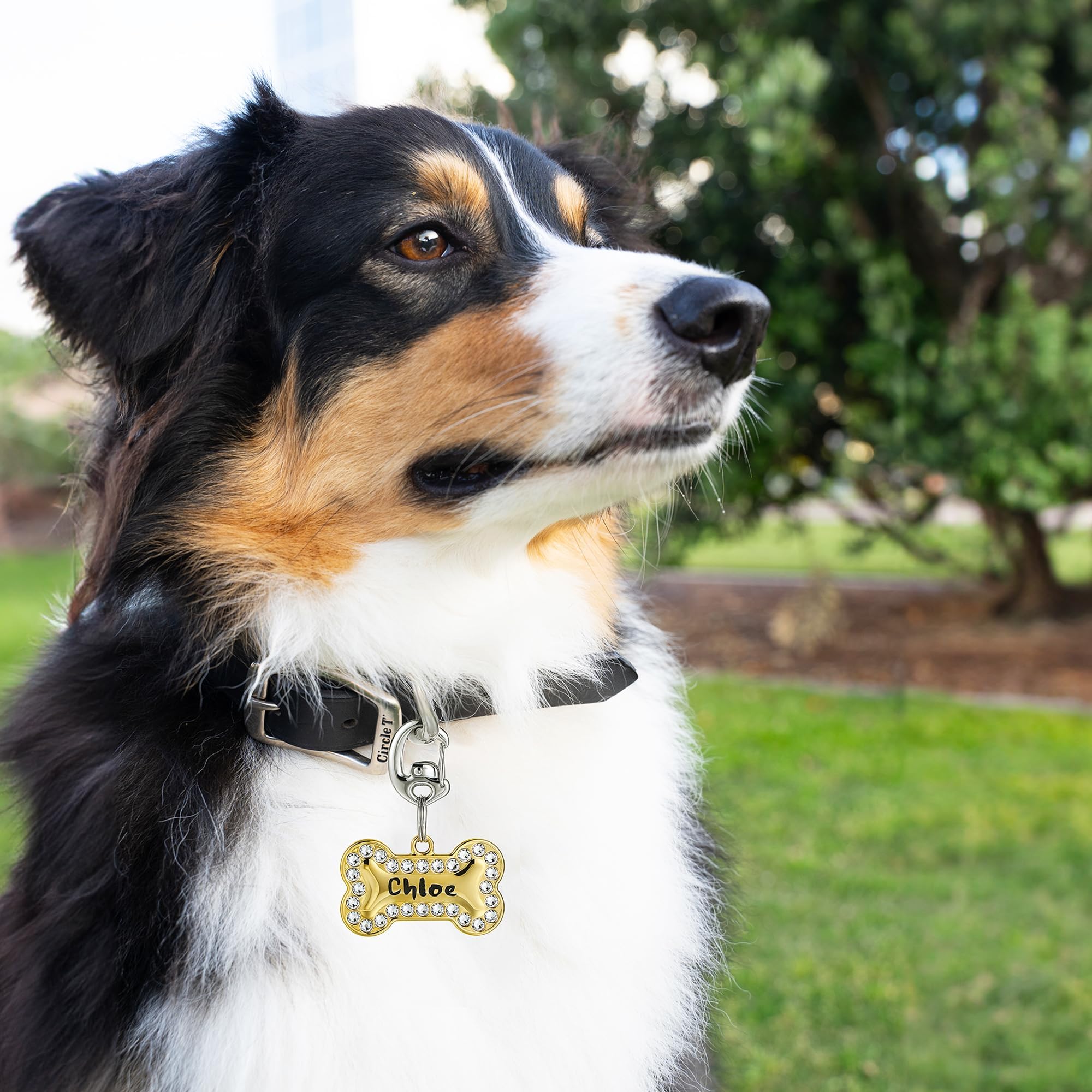 Leash King ajuste universal para correas, compatible con la mayoría de anillas.