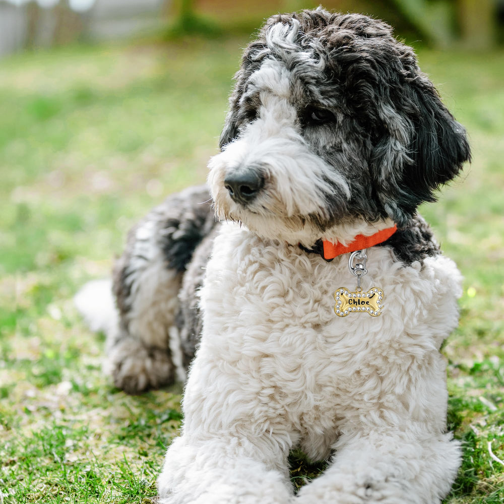 Leash King uso versátil para perros y gatos, práctico y seguro.