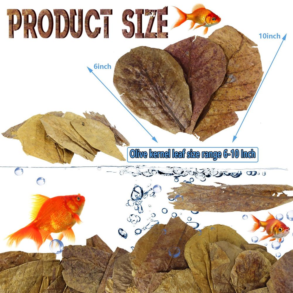 LeonBach hoja de almendra india para acuario, mejora el entorno natural
