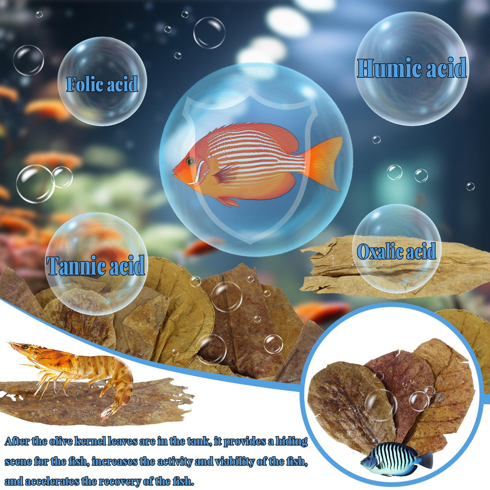LeonBach hojas catappa para acuario, perfectas como decoración natural