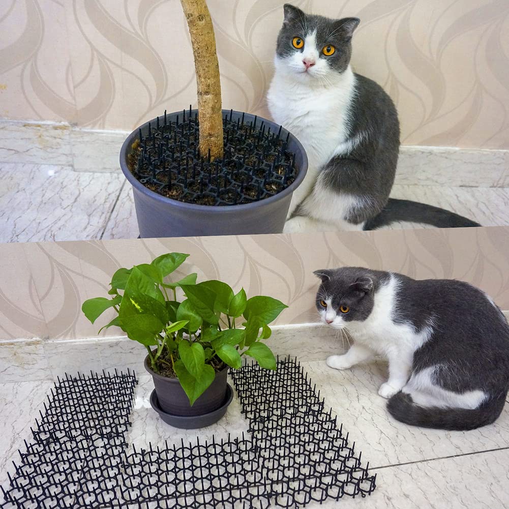 Ley's barrera disuasoria para gatos en jardín mantiene el césped libre de curiosos