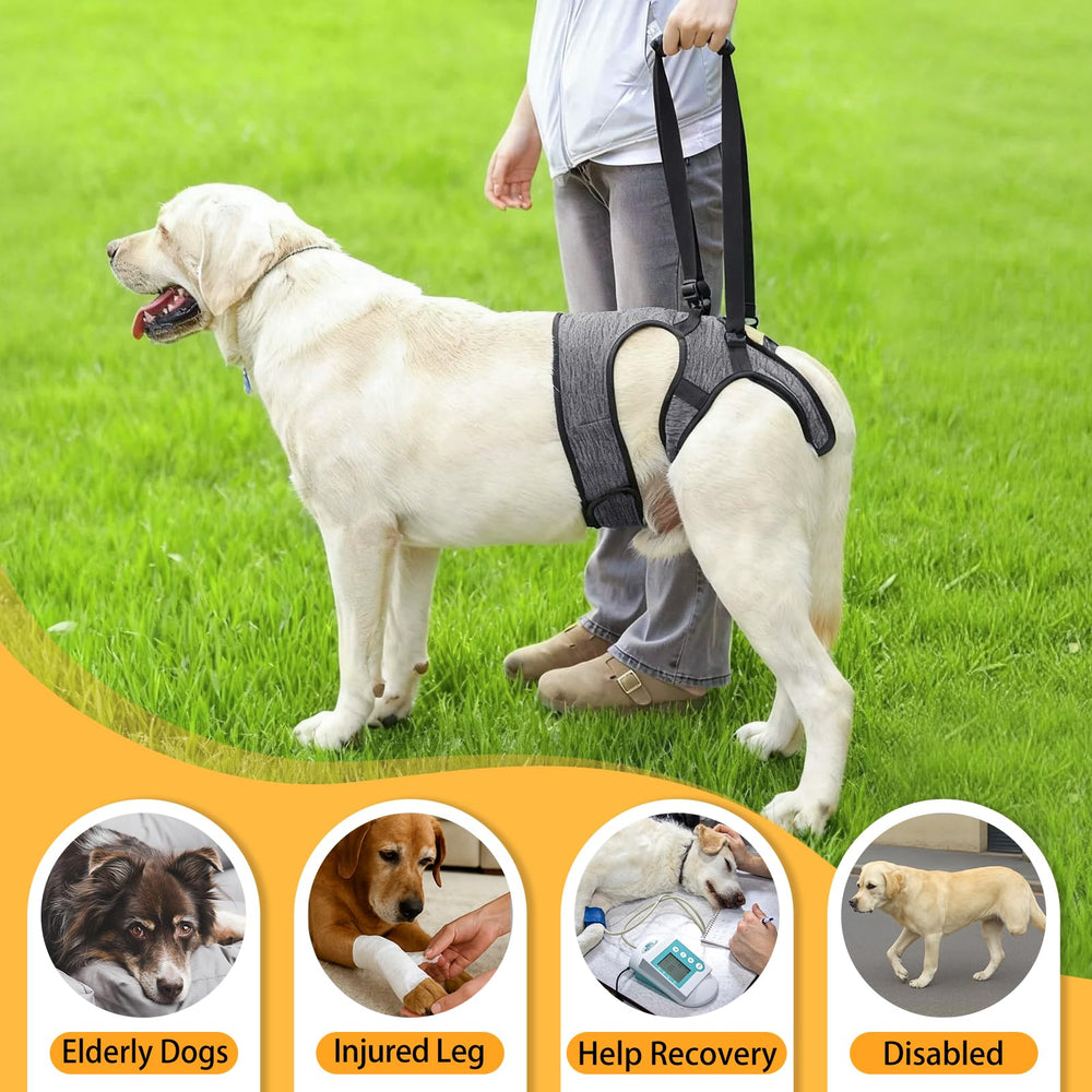 LIANZIMAU uso diario para perros mayores con apoyo suave.