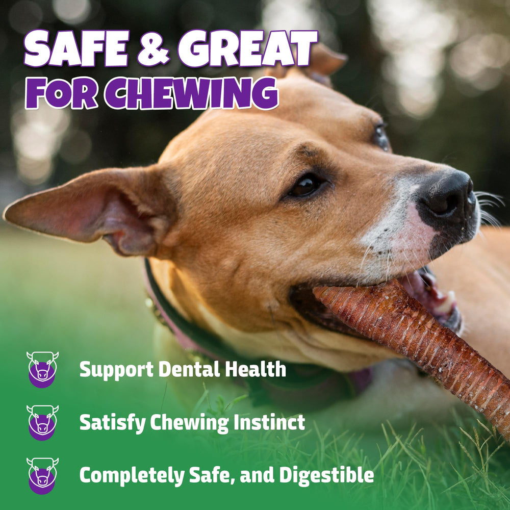 Lively Tails trachea de res con condroitina: complemento para movilidad