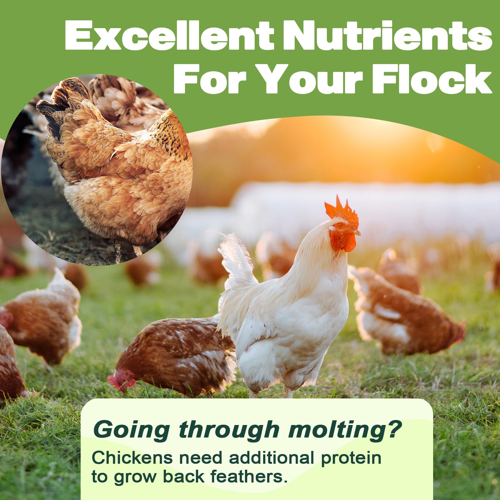 Gusanos secos LIWII para gallinas, snack proteico diario.