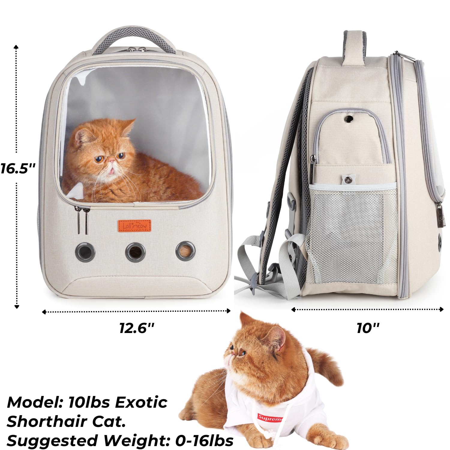 Ventana de burbuja de Lollimeow abierta para que la mascota observe con seguridad