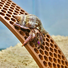 Lucky Critter plástico-seguro para cangrejos: material confiable para hábitats.