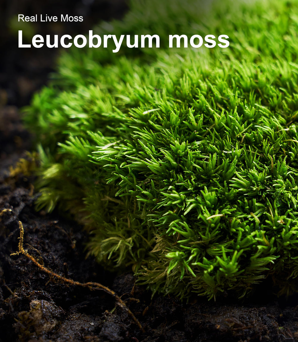 LUCKYRUNES musgo vivo, hábitat e incubación natural.