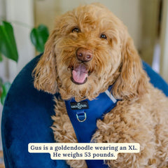 Lucy & Co. arnés No-Tira ajuste de cuello, ajuste personalizable para perros.