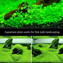 LUKAWES plantas de acuario, decoración de primer plano, aporta vitalidad y color.