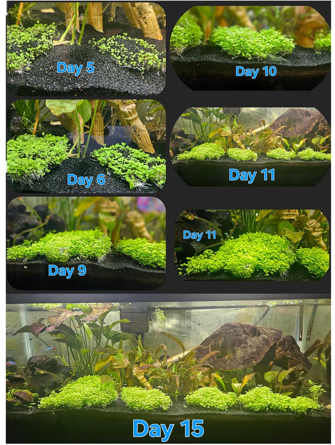 LUKAWES plantas de acuario, crecimiento rápido, paisaje submarino en semanas.